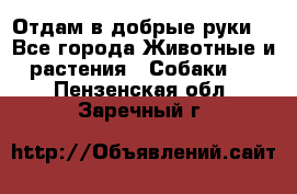 Отдам в добрые руки  - Все города Животные и растения » Собаки   . Пензенская обл.,Заречный г.